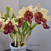 Cattleya dowiana aurea (Florália Orquídeas)...1